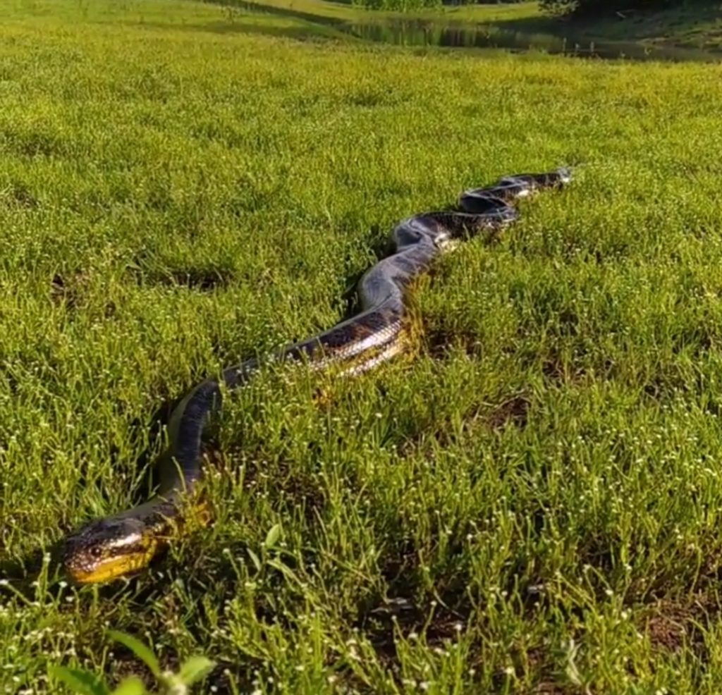 Pantanal Anaconda