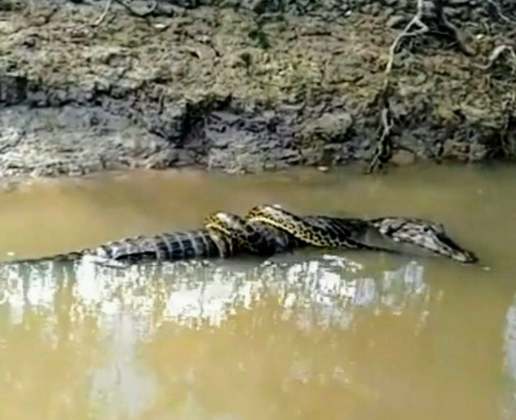 Pantanal Anaconda