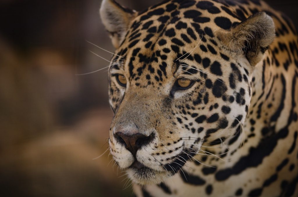 Jaguar safaris