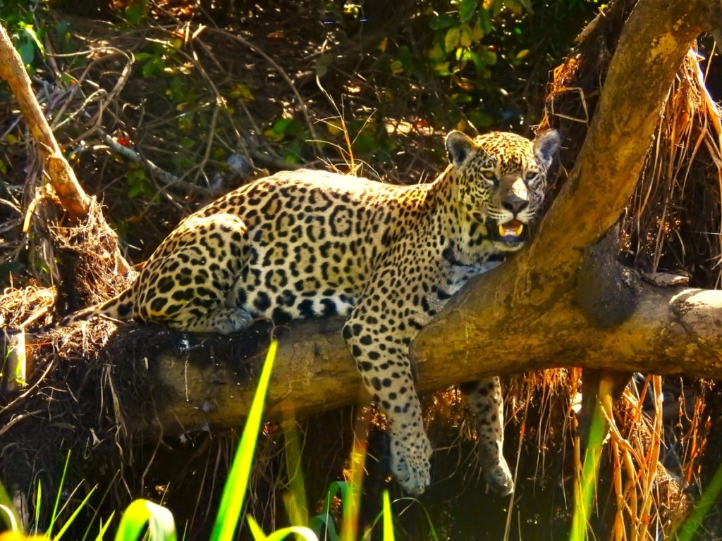 Jaguar Tour itineraries - Tour Pantanal