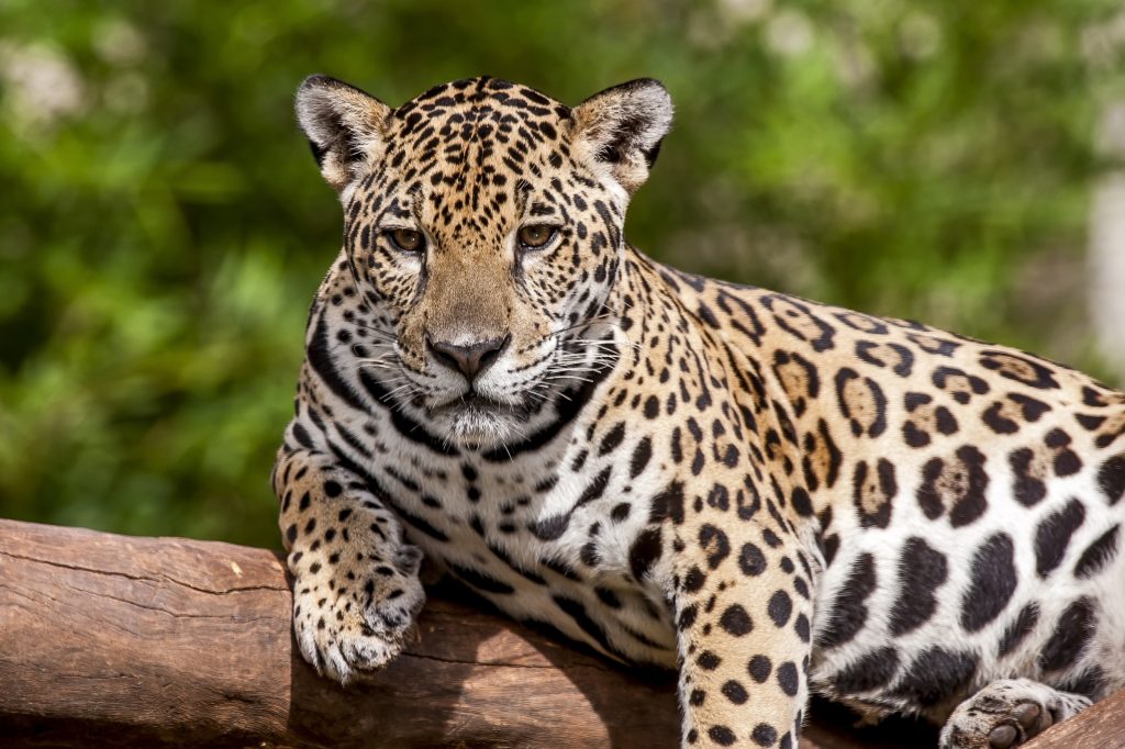 Pantanal tour photography