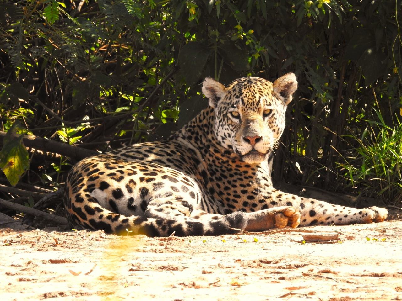 jaguar tour photography
