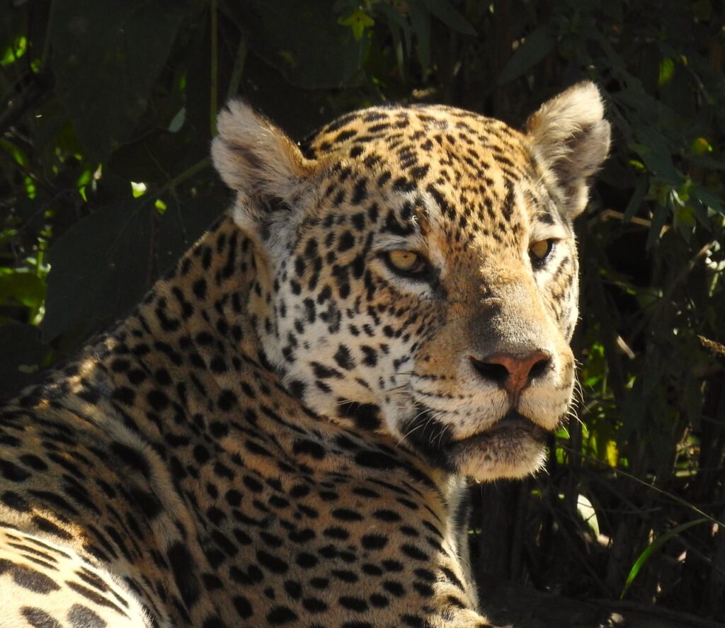 jaguar safari photography