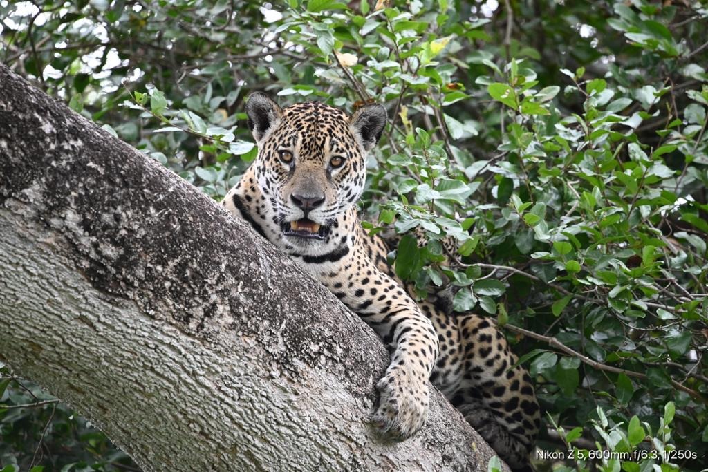 jaguar safaris