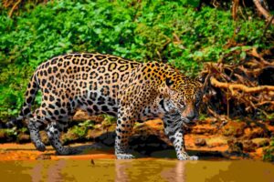 jaguar safari experience
