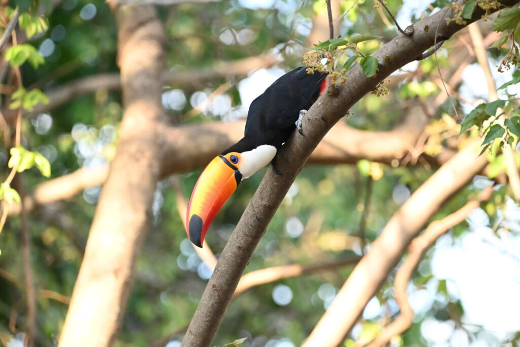 Pantanal trip