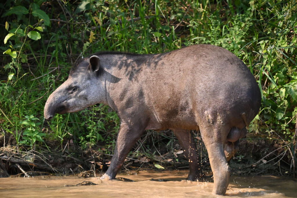 Pantanal safaris