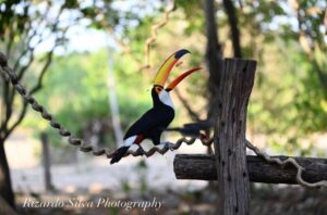 Pantanal Birdwatching
