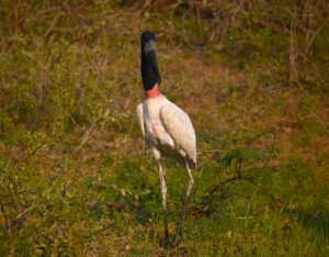 jabiru stork