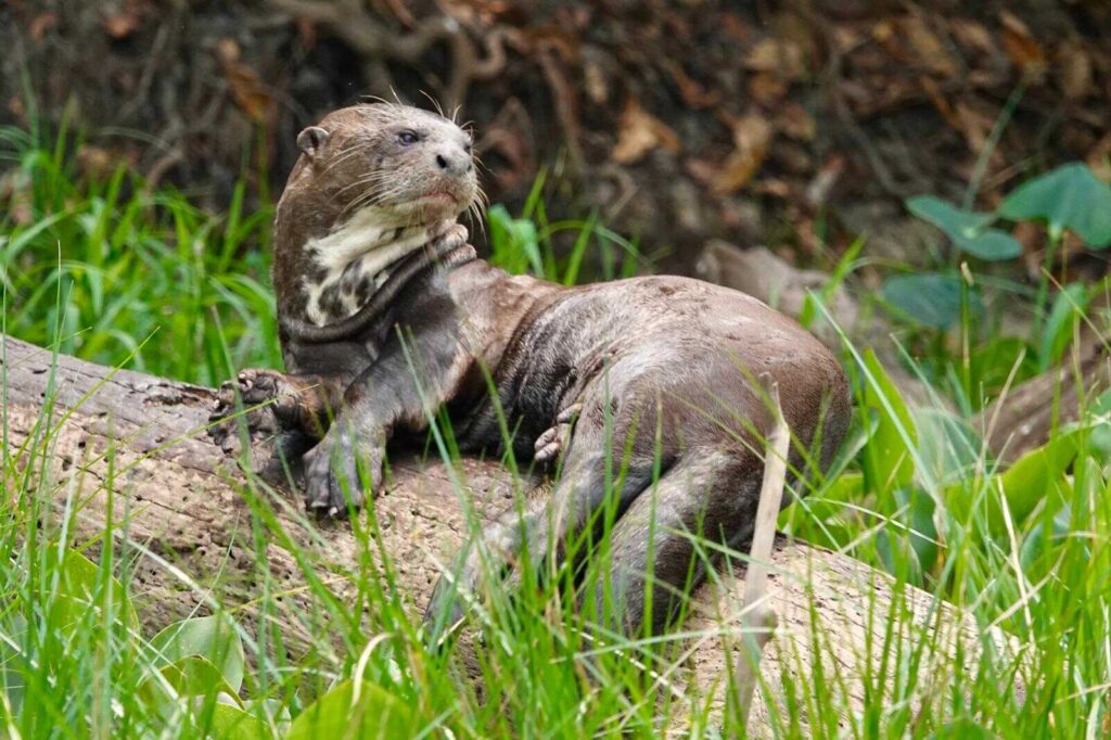 Pantanal biodiversity