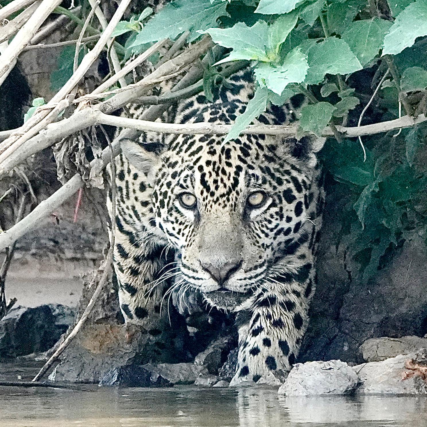 Jaguar 