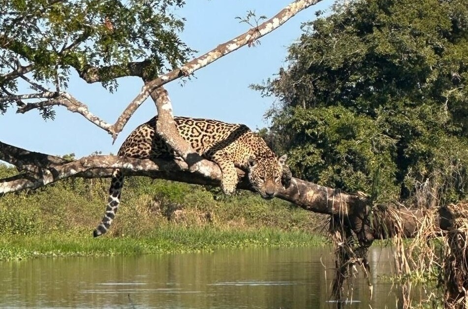 Jaguar Panthera onca