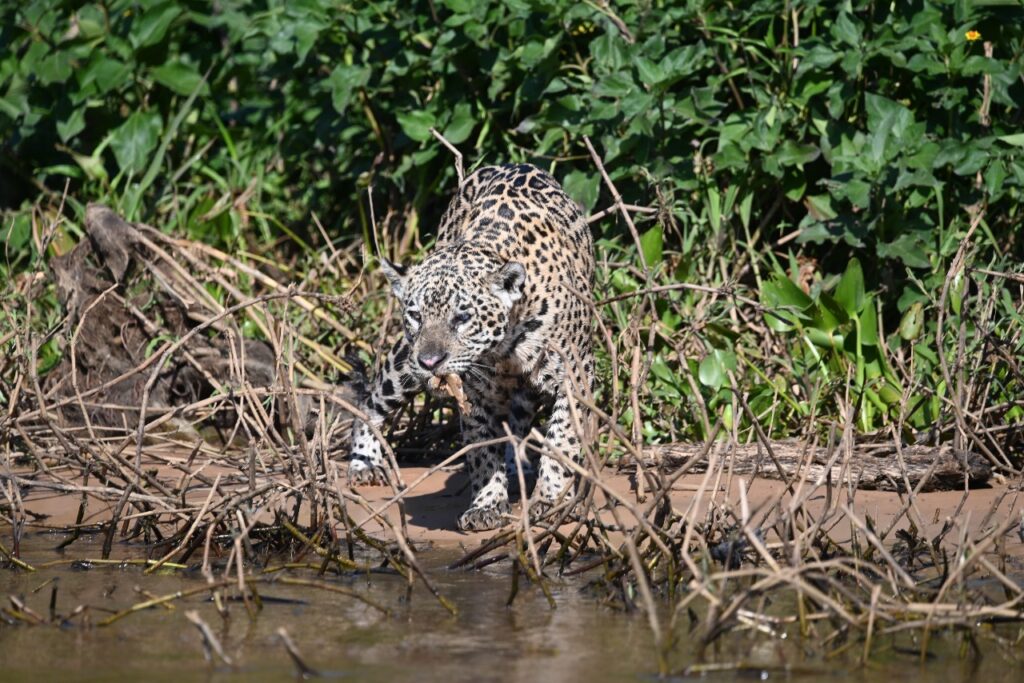 Jaguar Panthera onca