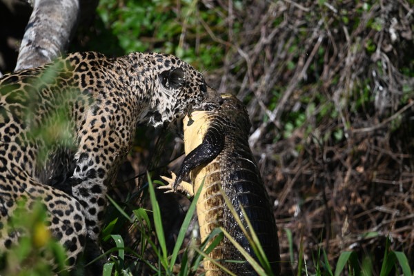 Pantanal Jaguar