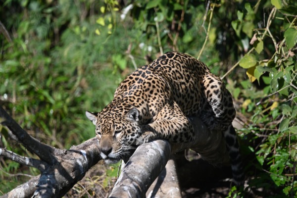 Pantanal jaguar