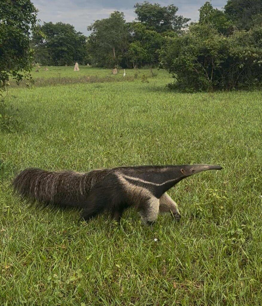 Giant Anteater