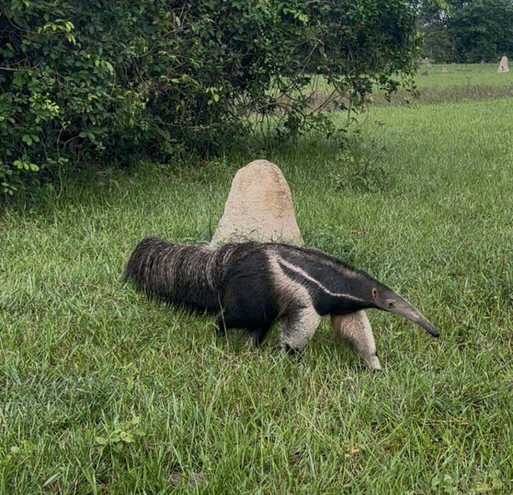 Giant Anteater